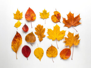 白い背景に置かれた色とりどりの落ち葉
