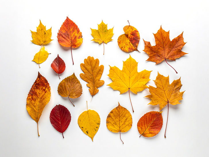 白い背景に置かれた色とりどりの落ち葉