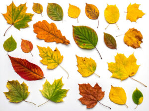 白い背景に置かれた色とりどりの落ち葉