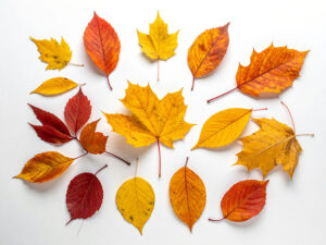 白い背景に置かれた色とりどりの落ち葉