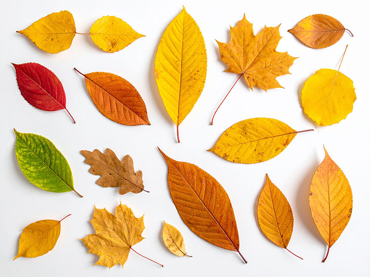 白い背景に置かれた色とりどりの落ち葉