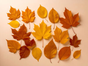 白い背景に置かれた色とりどりの落ち葉