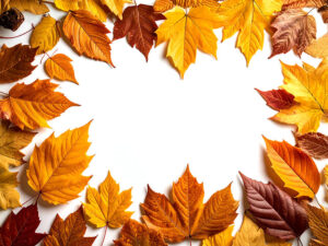 白い背景に置かれた色とりどりの落ち葉