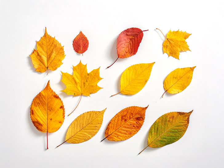 白い背景に置かれた色とりどりの落ち葉