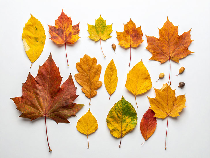 白い背景に置かれた色とりどりの落ち葉