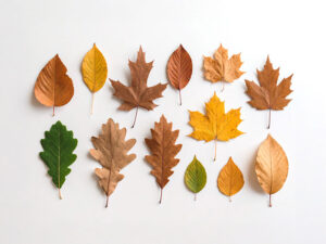 白い背景に置かれた色とりどりの落ち葉