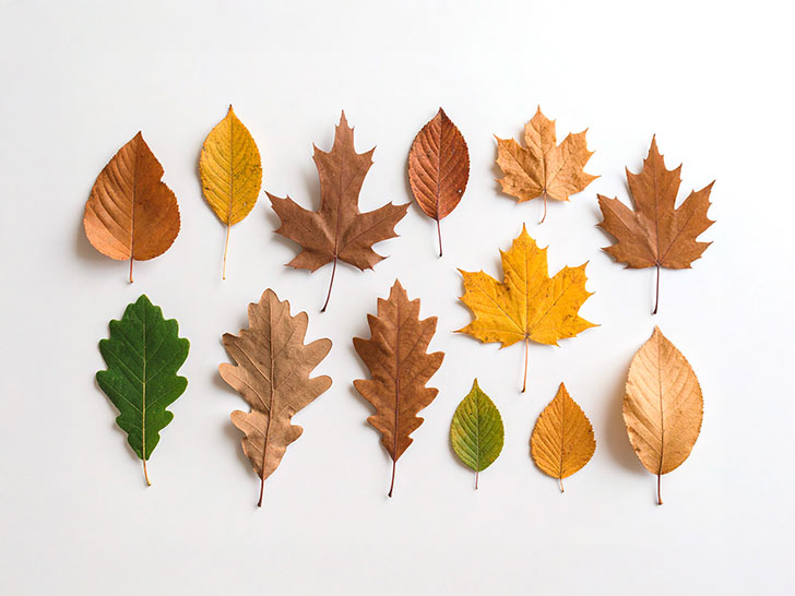 白い背景に置かれた色とりどりの落ち葉
