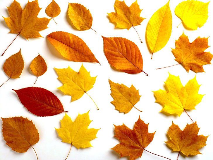 白い背景に置かれた色とりどりの落ち葉