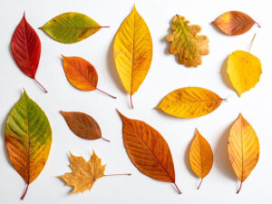 白い背景に置かれた色とりどりの落ち葉