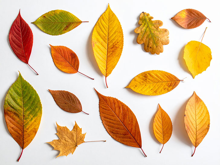 白い背景に置かれた色とりどりの落ち葉