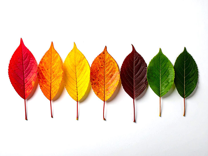 白い背景に置かれた色とりどりの落ち葉