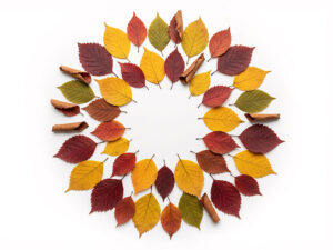 白い背景に置かれた色とりどりの落ち葉