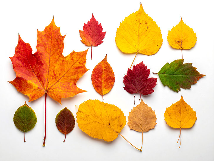 白い背景に置かれた色とりどりの落ち葉