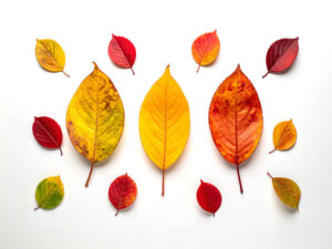 白い背景に置かれた色とりどりの落ち葉