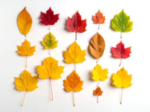 白い背景に置かれた色とりどりの落ち葉