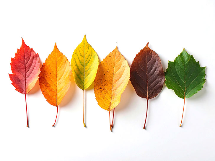 白い背景に置かれた色とりどりの落ち葉