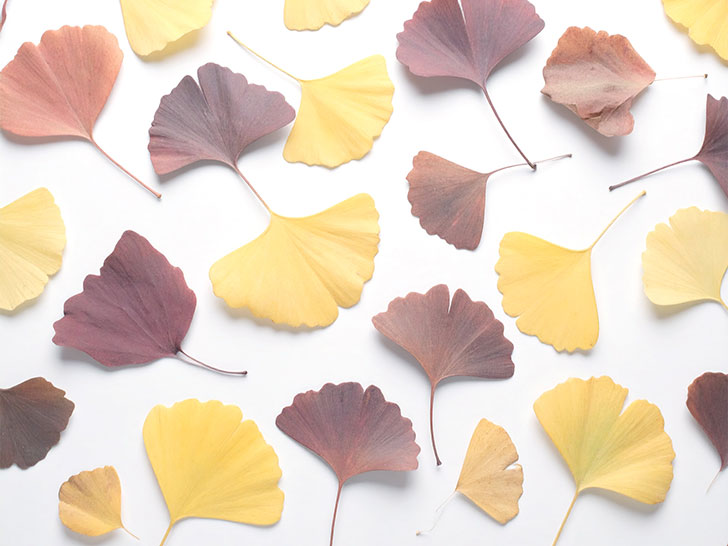 白い背景に置かれた色とりどりの落ち葉