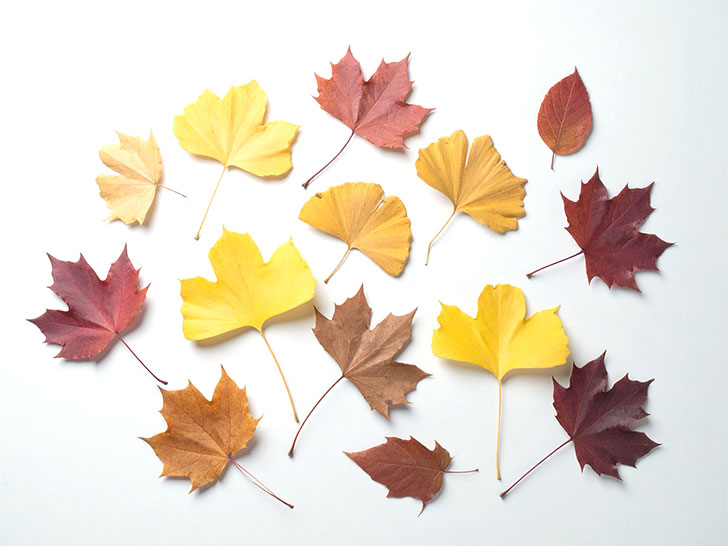 白い背景に置かれた色とりどりの落ち葉