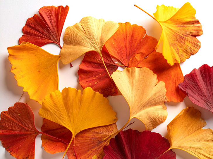 白い背景に置かれた色とりどりの落ち葉