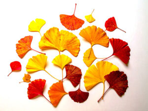 白い背景に置かれた色とりどりの落ち葉