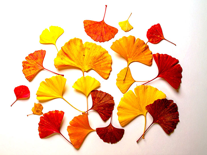 白い背景に置かれた色とりどりの落ち葉