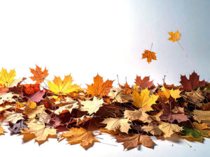 白い背景に置かれた色とりどりの落ち葉