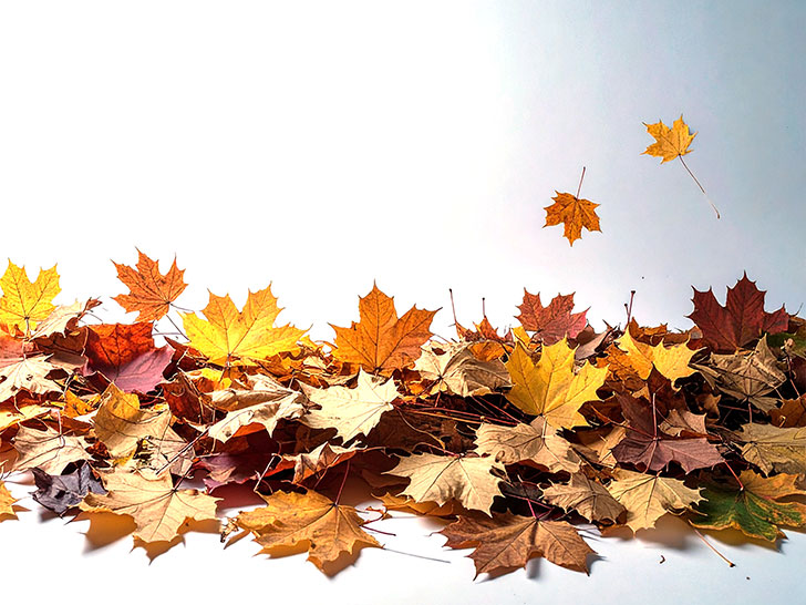 白い背景に置かれた色とりどりの落ち葉