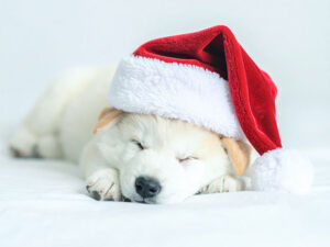 蒸気の出ている加湿器