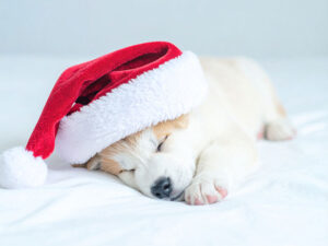 サンタクロースの帽子をかぶった白い子犬