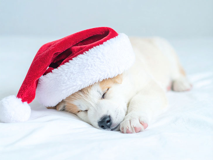 サンタクロースの帽子をかぶった白い子犬