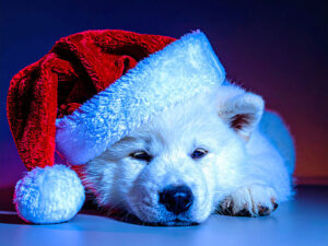 サンタクロースの帽子をかぶった白い子犬