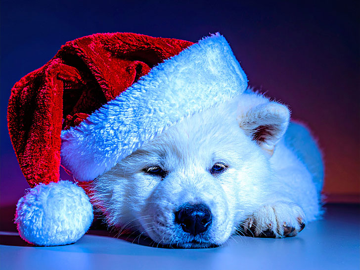 サンタクロースの帽子をかぶった白い子犬