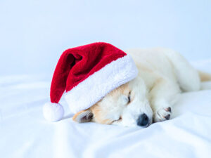 サンタクロースの帽子をかぶった白い子犬