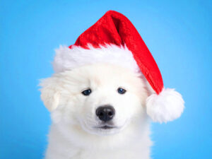 サンタクロースの帽子をかぶった白い子犬