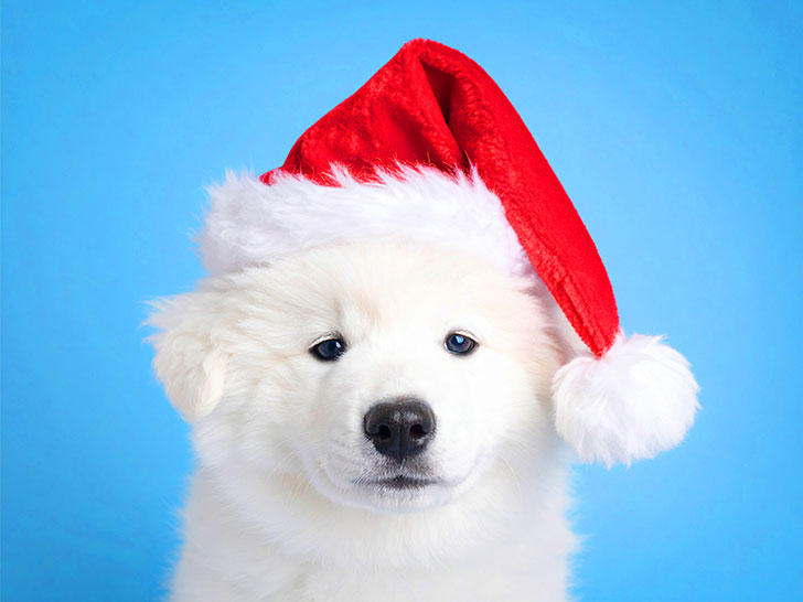 サンタクロースの帽子をかぶった白い子犬