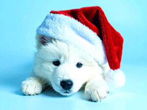サンタクロースの帽子をかぶった白い子犬