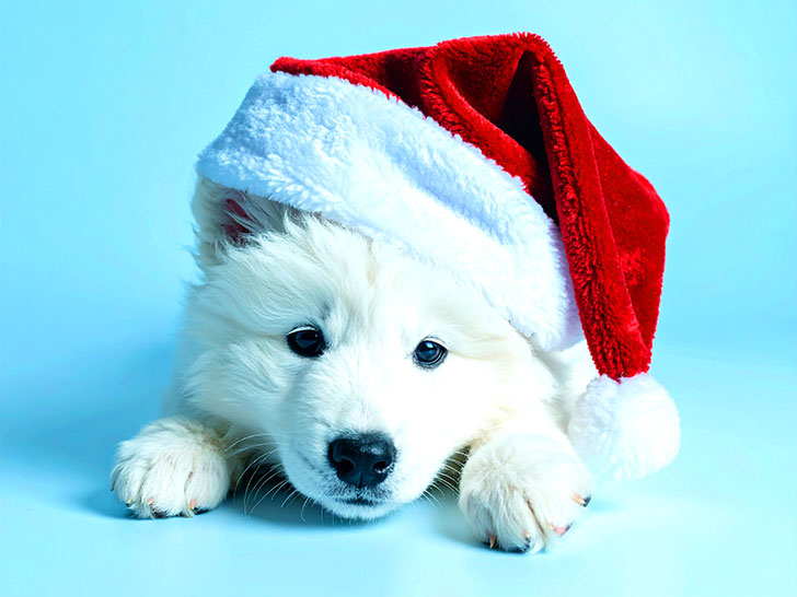 サンタクロースの帽子をかぶった白い子犬