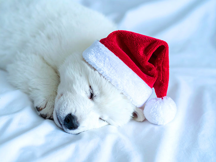 サンタクロースの帽子をかぶった白い子犬