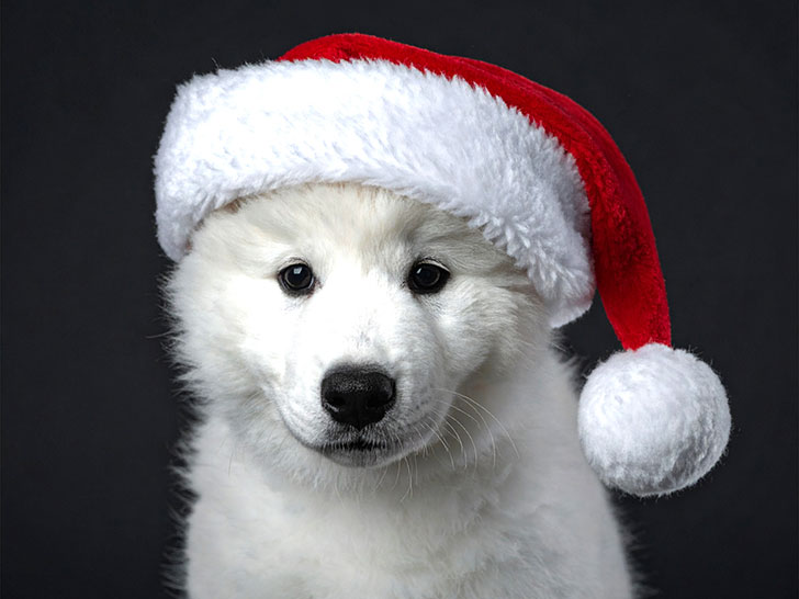 サンタクロースの帽子をかぶった白い子犬