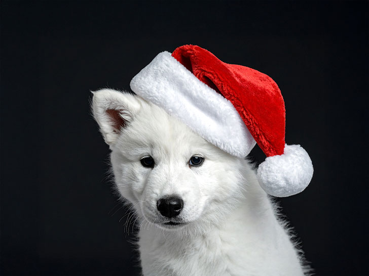 サンタクロースの帽子をかぶった白い子犬