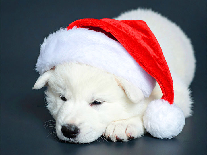 サンタクロースの帽子をかぶった白い子犬