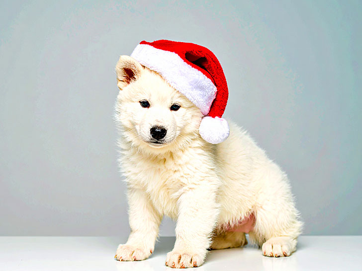 サンタクロースの帽子をかぶった白い子犬