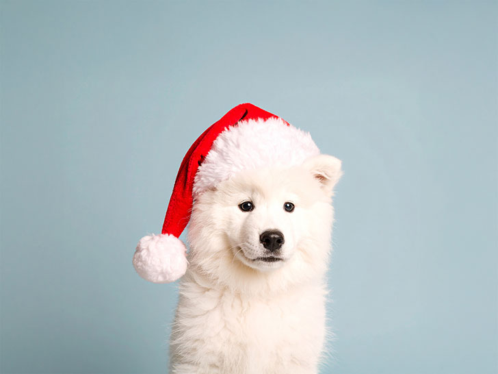 サンタクロースの帽子をかぶった白い子犬