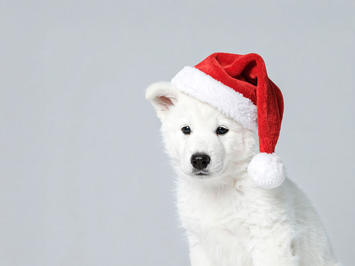 サンタクロースの帽子をかぶった白い子犬