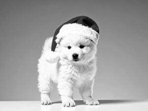 サンタクロースの帽子をかぶった白い子犬