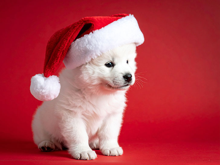 サンタクロースの帽子をかぶった白い子犬