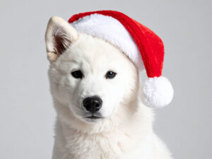 サンタクロースの帽子をかぶった白い子犬