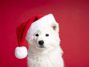 サンタクロースの帽子をかぶった白い子犬