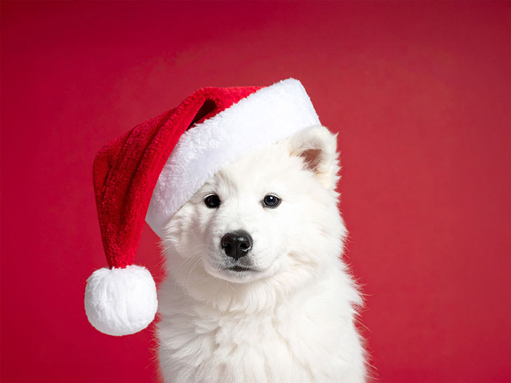 サンタクロースの帽子をかぶった白い子犬