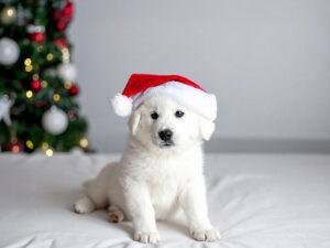 サンタクロースの帽子をかぶった白い子犬